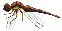 Dragonfly - Free PNG