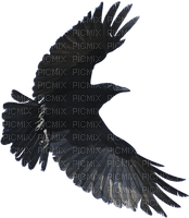 blackbird - gratis png