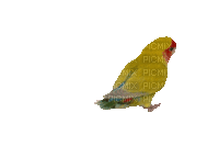 bird - 無料のアニメーション GIF
