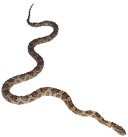 snakes bp - Gratis animerad GIF