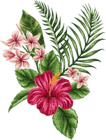 nbl-Hibiscus - 無料png
