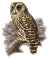 Owl - Animovaný GIF zadarmo