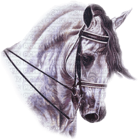 caballo - zdarma png