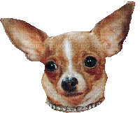 dog face bp - Безплатен анимиран GIF
