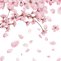 spring blossom - ilmainen png