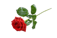 red rose - kostenlos png