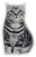 patymirabelle chats - gratis png
