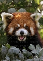 panda roux - png grátis