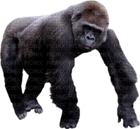 Kaz_Creations Gorilla - gratis png