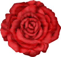 blomma--flower--red--röd - gratis png