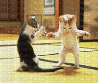 Chats qui dancent - GIF animasi gratis