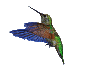 птица - Zdarma animovaný GIF