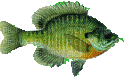 fish - 無料のアニメーション GIF
