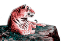 Y.A.M._Animals tiger - 免费PNG