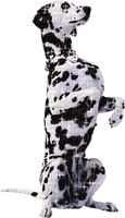 Dalmatians - PNG gratuit