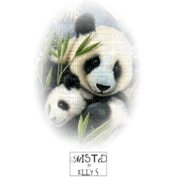 Pandas - Free PNG