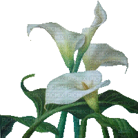 fleurs blanches web charmille - GIF animé gratuit