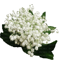 Lily of the valley. Animated. Flower. Leila - Bezmaksas animēts GIF