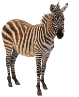 zebra bp - фрее пнг