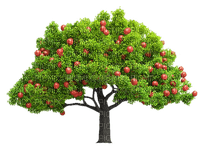 apple tree, pommier