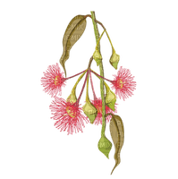 Australian native flowers bp - Free PNG