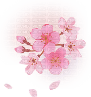 Sakura Blossom - фрее пнг