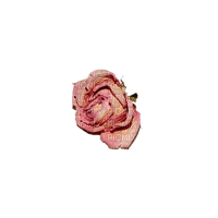 dried rose - ilmainen png