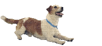 perro dando vueltas dubravka4 - Ücretsiz animasyonlu GIF