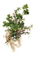 st patrick;s day clovers bouquet - Free PNG