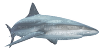 Kaz_Creations Shark - Free PNG
