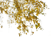 autumn tree leaves  branch_automne arbre feuille  branche - Free PNG