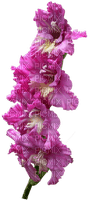 Fleurs rose - фрее пнг