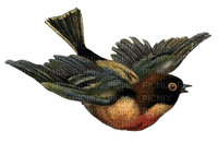 AVES - zdarma png