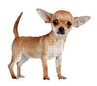 Chihuahua - GIF animé gratuit