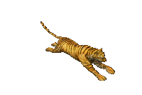 tiger - GIF animado grátis