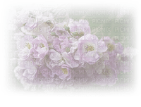 bg-blommor-----background-flowers - zdarma png