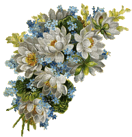 Blume, fleur, flower - Bezmaksas animēts GIF