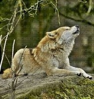 Wolf - zadarmo png