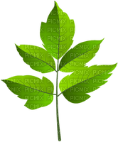 Kaz_Creations  Leafs - Free PNG