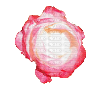 trandafir - Kostenlose animierte GIFs
