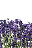 Lavande.Lilas.fleurs.flowers.Victoriabea