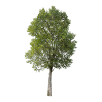 puu, tree, luonto, nature - 免费PNG