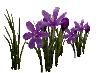 flowers - Nemokamas animacinis gif