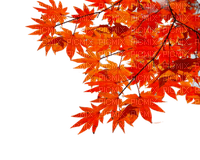 leaves - PNG gratuit