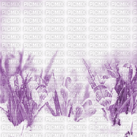 Y.A.M._Spring background purple - Free animated GIF