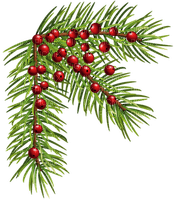 fir branch - Free PNG