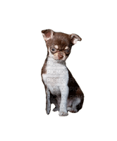 Chihuahua puppy - Free PNG