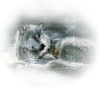 Tube Animaux Loup - Free PNG