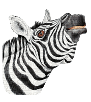 zebra bp - Бесплатный анимированный гифка