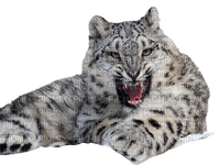 Tigre blanc - PNG gratuit
